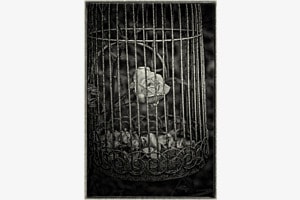 Rose in the Cage Rose in the Cage