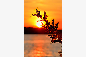 Blätter in der Abendsonne