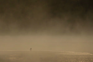 Ente im Nebel