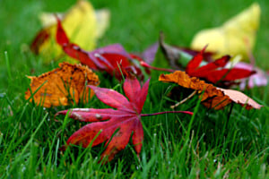 Herbst Farben