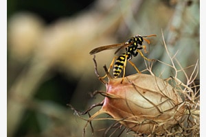 Wespe besucht Photo Wonderland