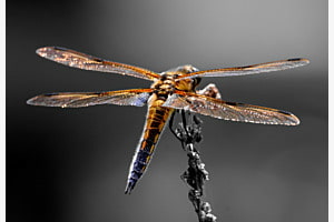 Goldgelbe Libelle