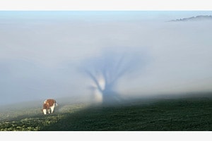 Sonnenkuh und Schattenbaum 