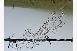 Tropfen im Nebel / Nebelgrenze