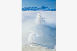 Emmentaler Bäume im Frost