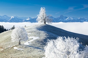 ein Traum in Weiss