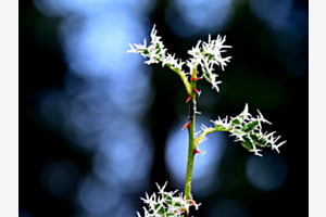 Kunstwerk der Natur