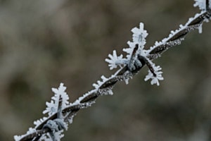 Stachelig 