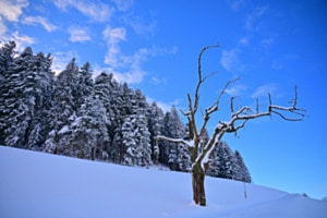 Der Alte Baum