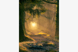 Waldweg