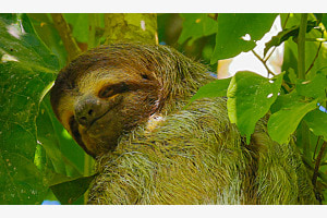 faultier in Costa Rica