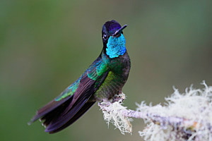 Kolibris in Costa Rica