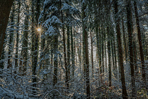 Sonnenstern im Winterwald Sonnenstern im Winterwald