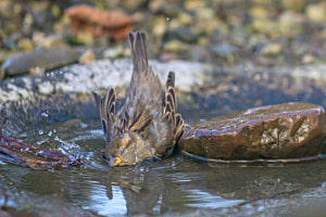 Sperling beim Baden Sperling beim Baden