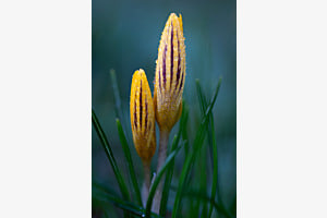 Krokus Krokus