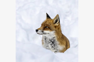 Portrait im Schnee