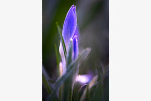 Krokus