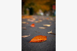 Blatt