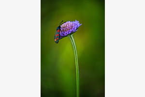Blume