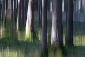 Wald