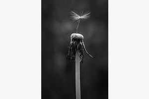 Blume