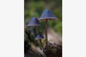 Fungi