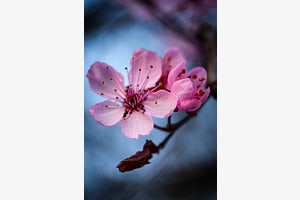 Blume