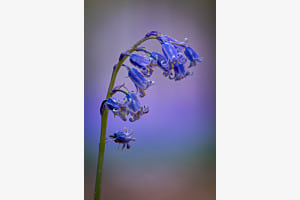 Bluebell