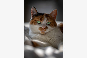 Katze