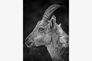 Steinbock
