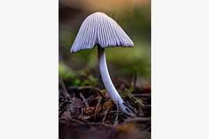 Pilz