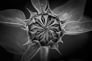 Sonnenblume