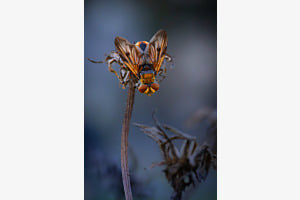 Fliege