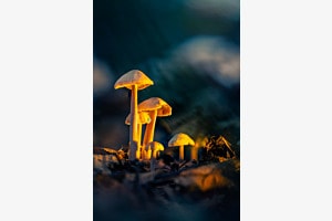 Pilz