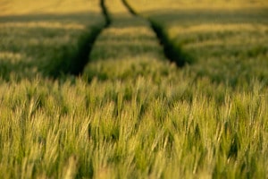Feld