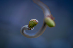 Knospe