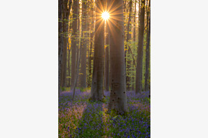 Wald