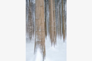 Baum