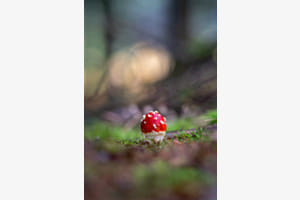 Pilz