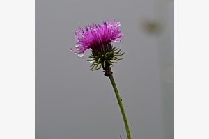 Blume im Nebel