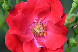 Rosengarten Bern