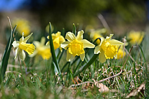 Frühling