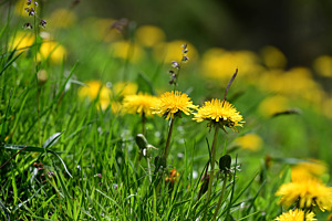 Sommer