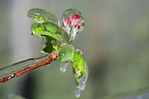 Apfelblüten im Frost