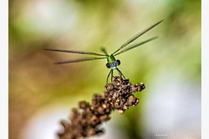 Libelle Macro