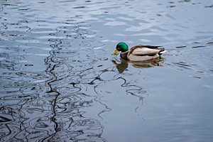 Stockente mit Äste-Gewirr