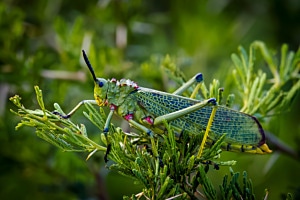 Tarnung - Heuschrecke (Phymateu viridipes) in Süd-Afrika