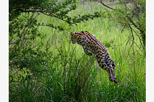 Serval auf Beutefang