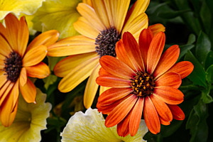 Gelb-Orange - Osteospermum