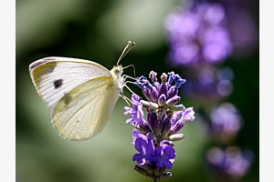 Hmmm Lavendel !!!!  - Kohlweissling